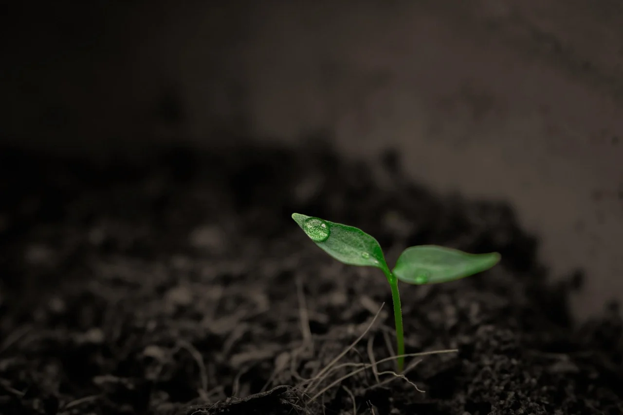 Plant 2551467 1280
