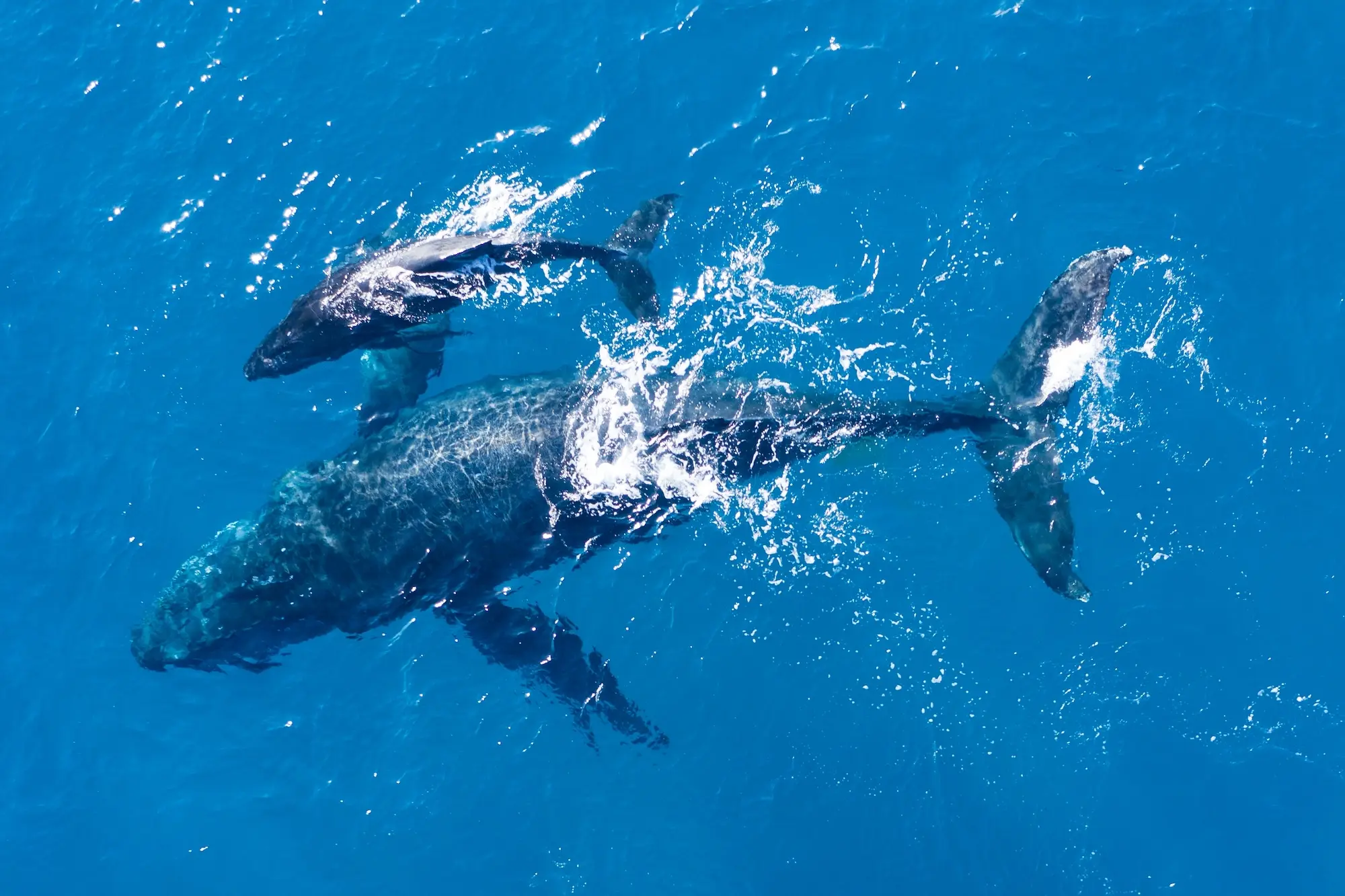 Humpback Whales Photographed From With Aerial Drone Off Coast Kapalua Hawaii